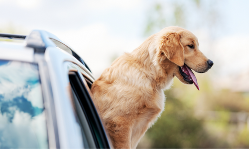 K9 pet supplies sales gratiot