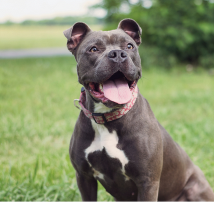 Detroit K-9 Pet Supplies